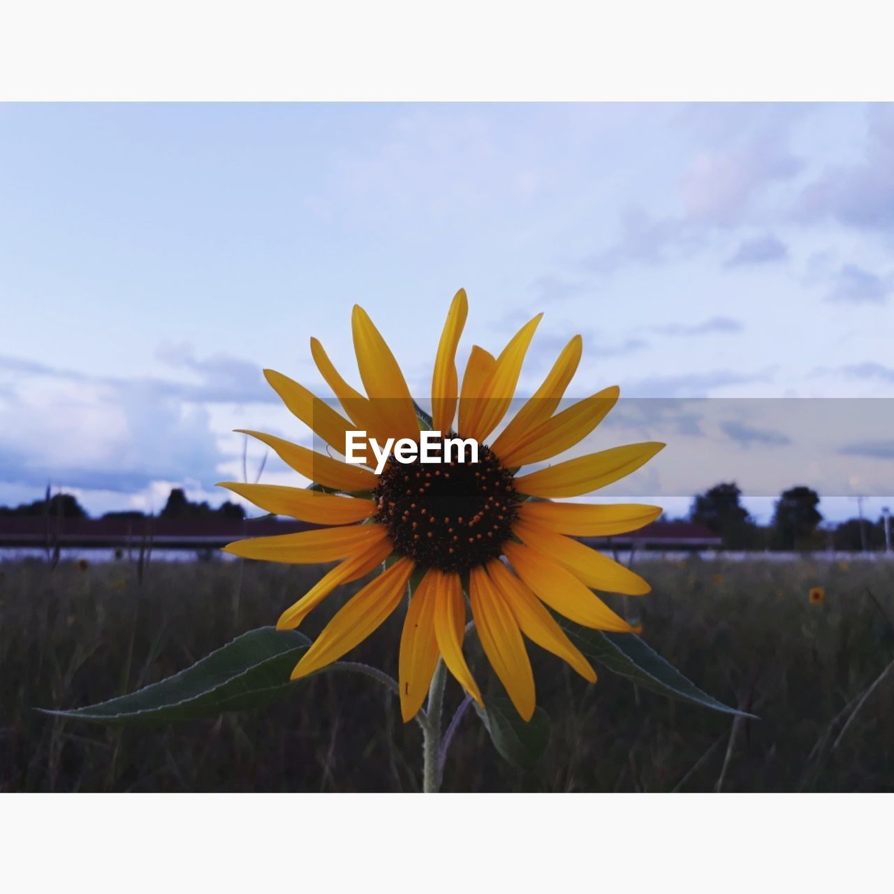 CLOSE-UP OF SUNFLOWER FIELD AGAINST SKY