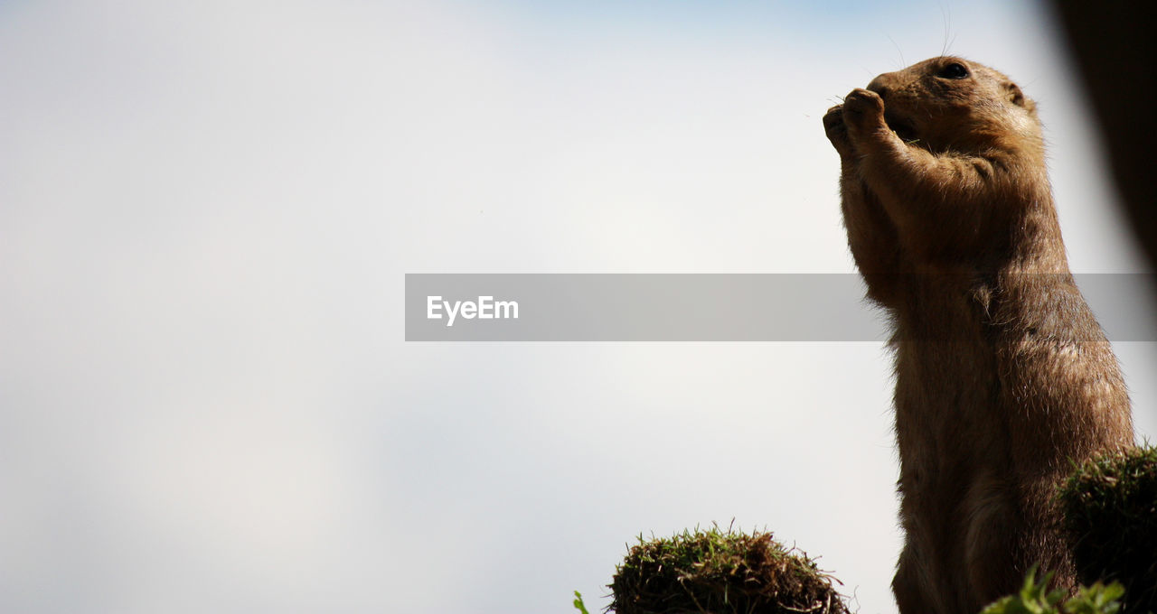 LOW ANGLE VIEW OF AN ANIMAL AGAINST SKY