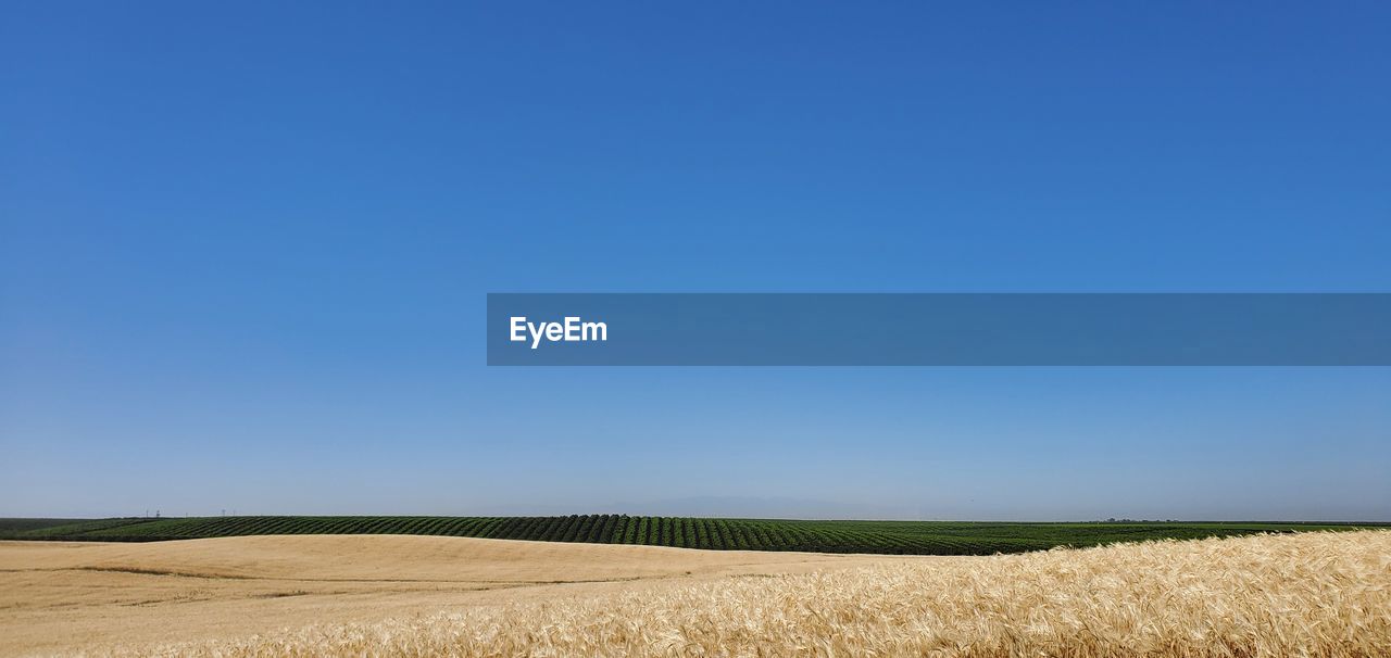 Scenic view of field against clear blue sky