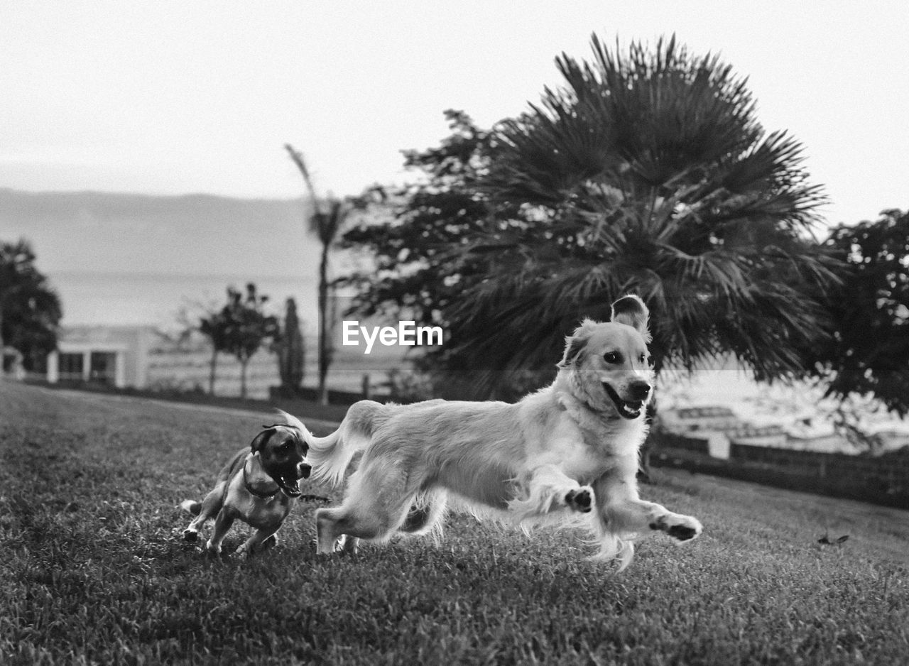 Dogs running on field