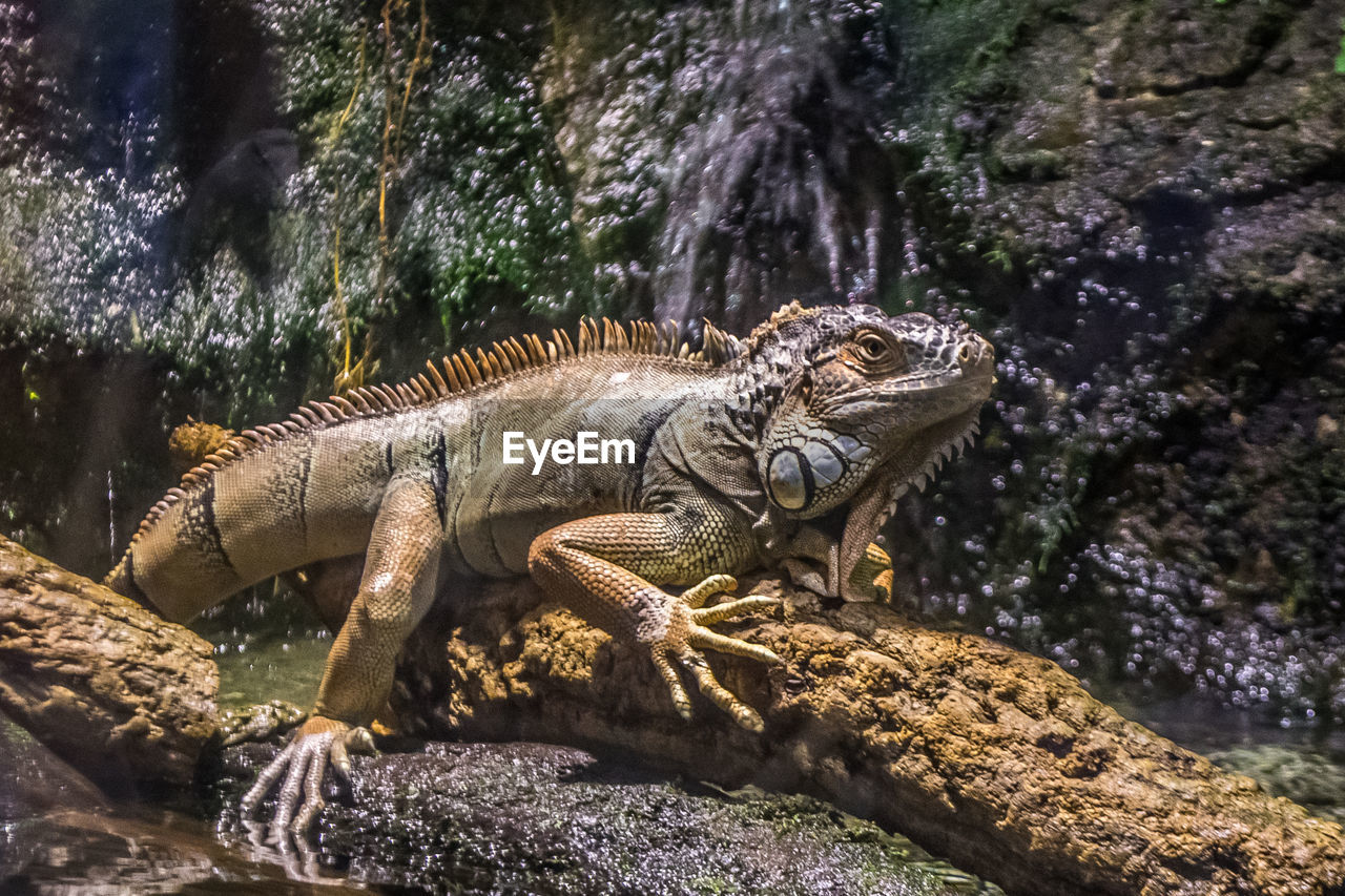 Close-up view of a green iguana lizard on log.