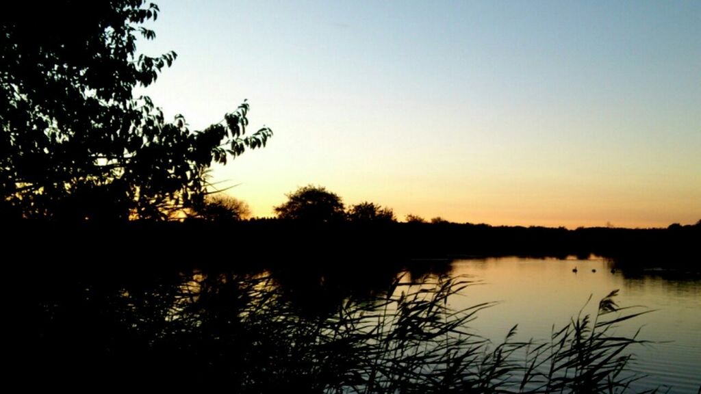 SILHOUETTE OF TREES AT SUNSET