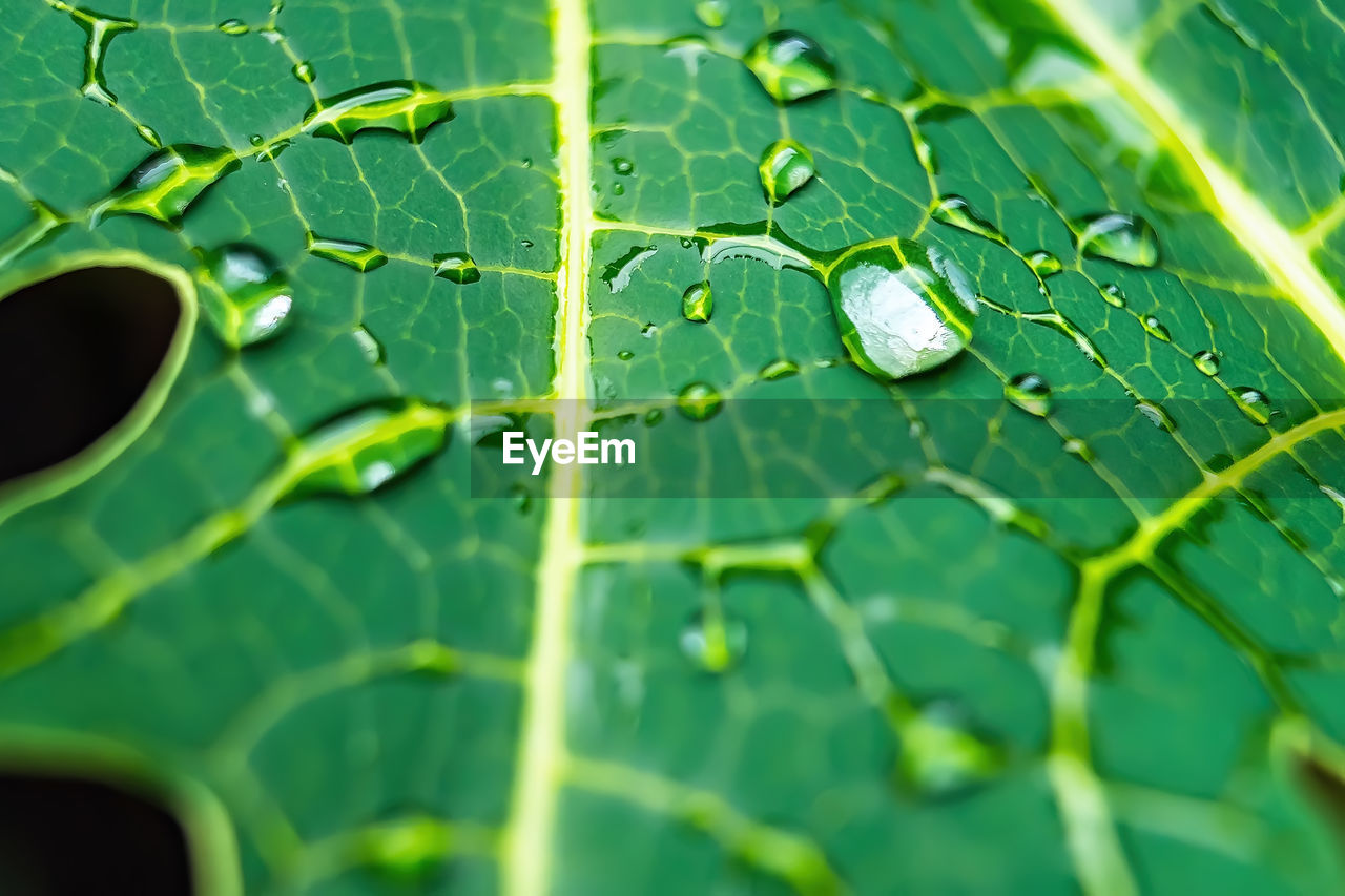 CLOSE-UP OF WET LEAVES