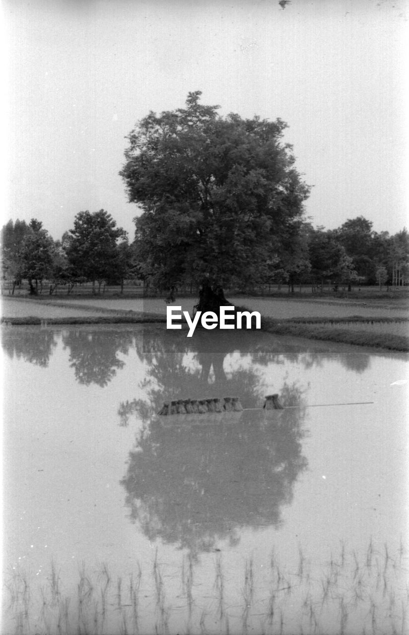 Reflection of trees in lake against sky