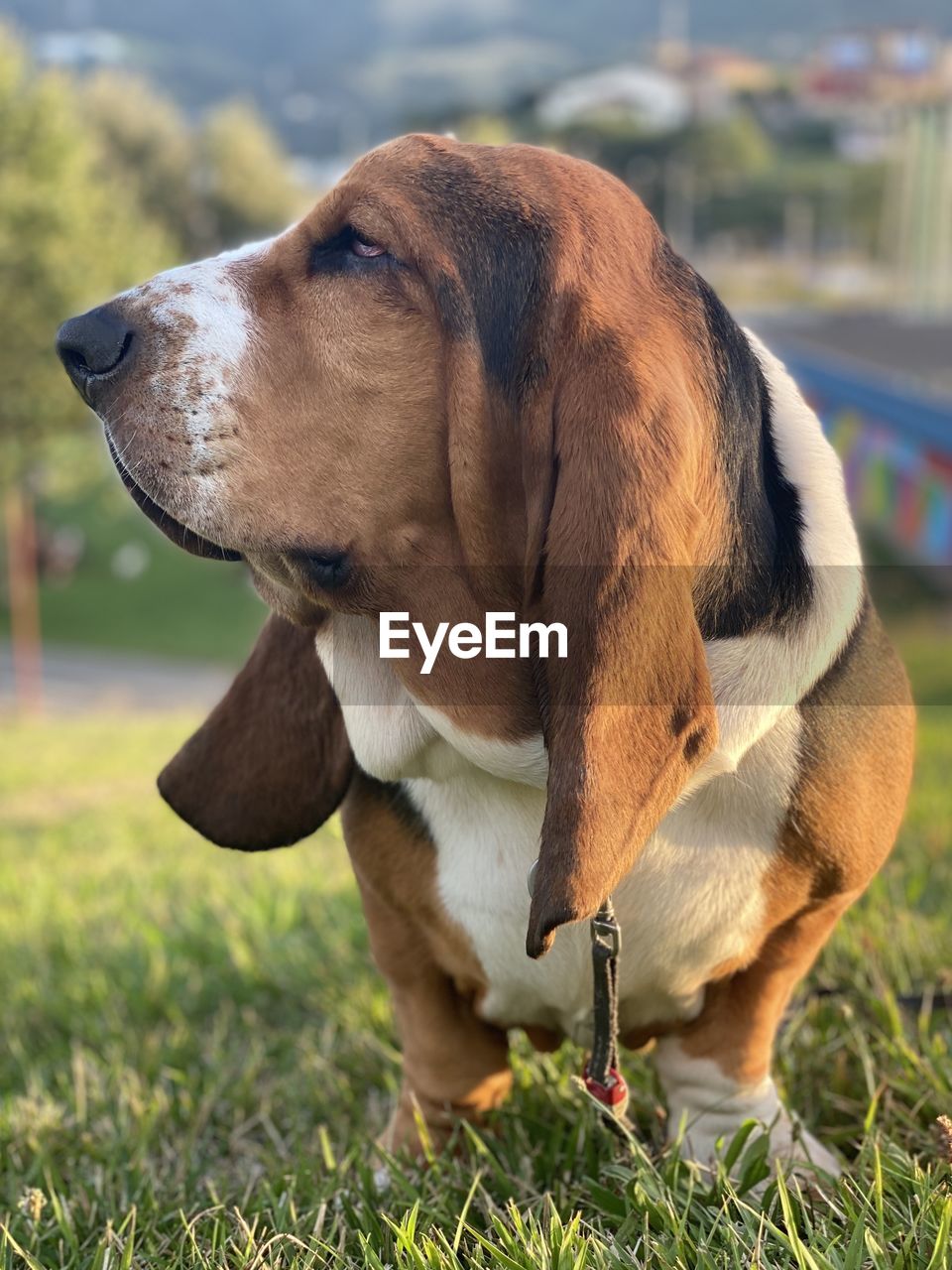 Dog looking away on field