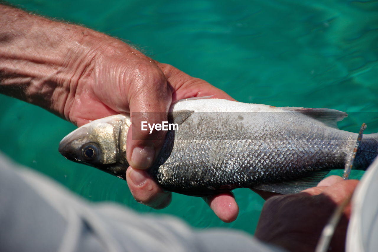 Closeup of hands holding and cleaning fish against turquoise sea