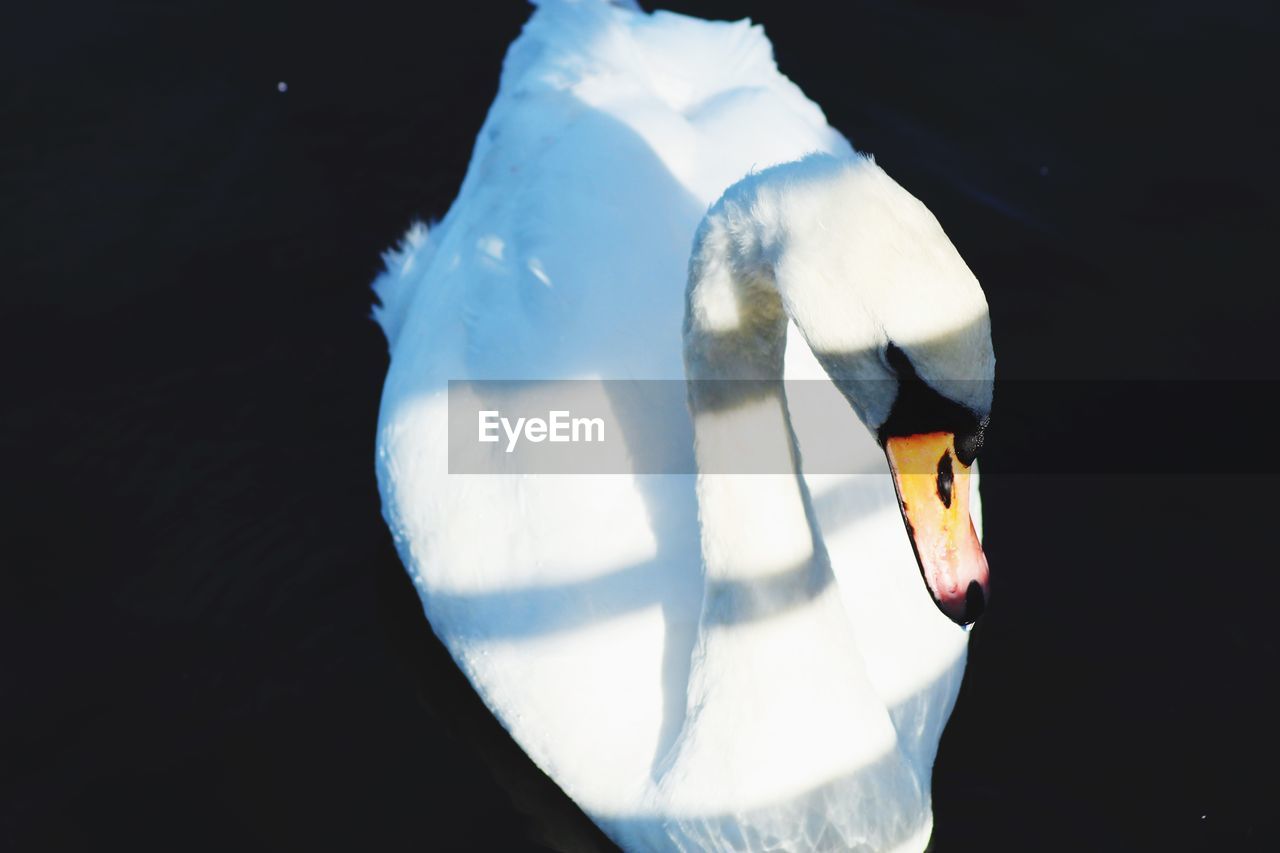 SWAN SWIMMING IN LAKE