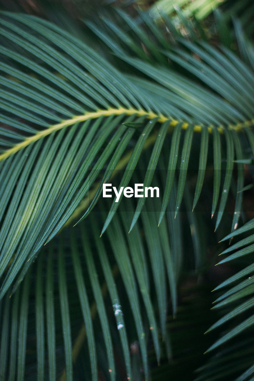 Full frame shot of palm leaves