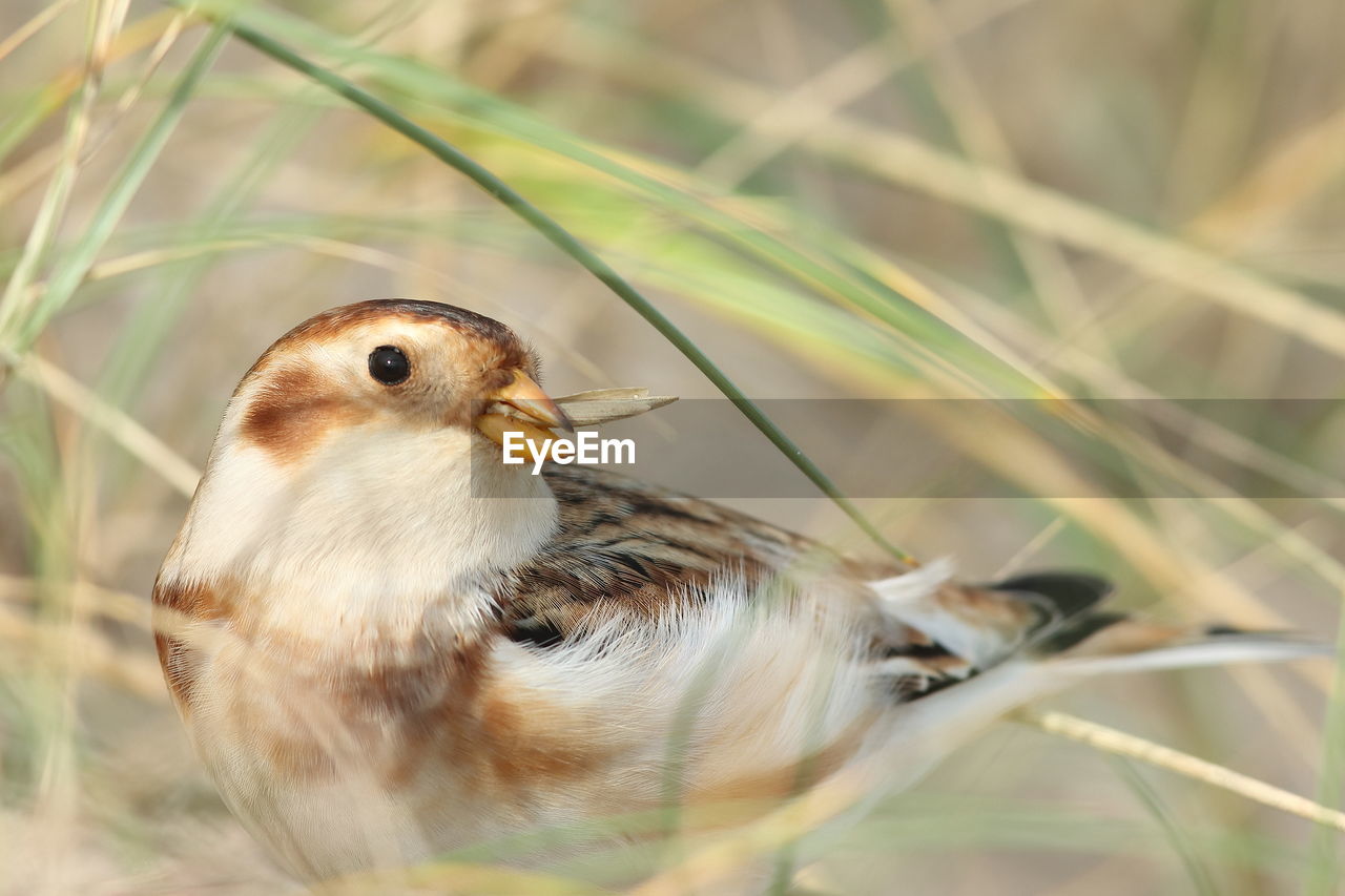 CLOSE-UP OF A BIRD PERCHING ON PLANT