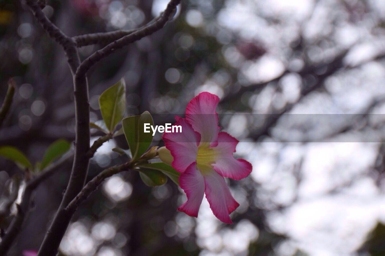 CLOSE-UP OF PINK FLOWER ON TREE