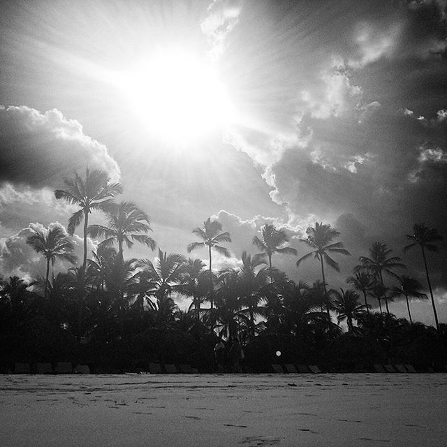 SUN SHINING THROUGH TREES ON SUNNY DAY