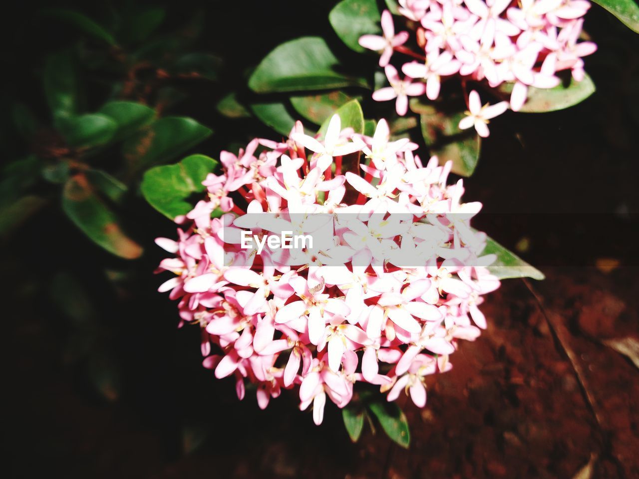 CLOSE-UP OF PINK FLOWERS BLOOMING OUTDOORS