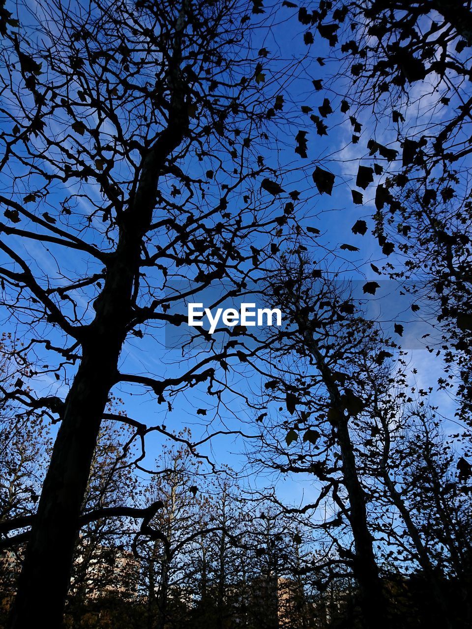 LOW ANGLE VIEW OF TREE AGAINST BLUE SKY