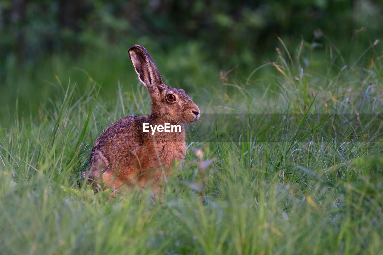 Rabbit looking away while on land