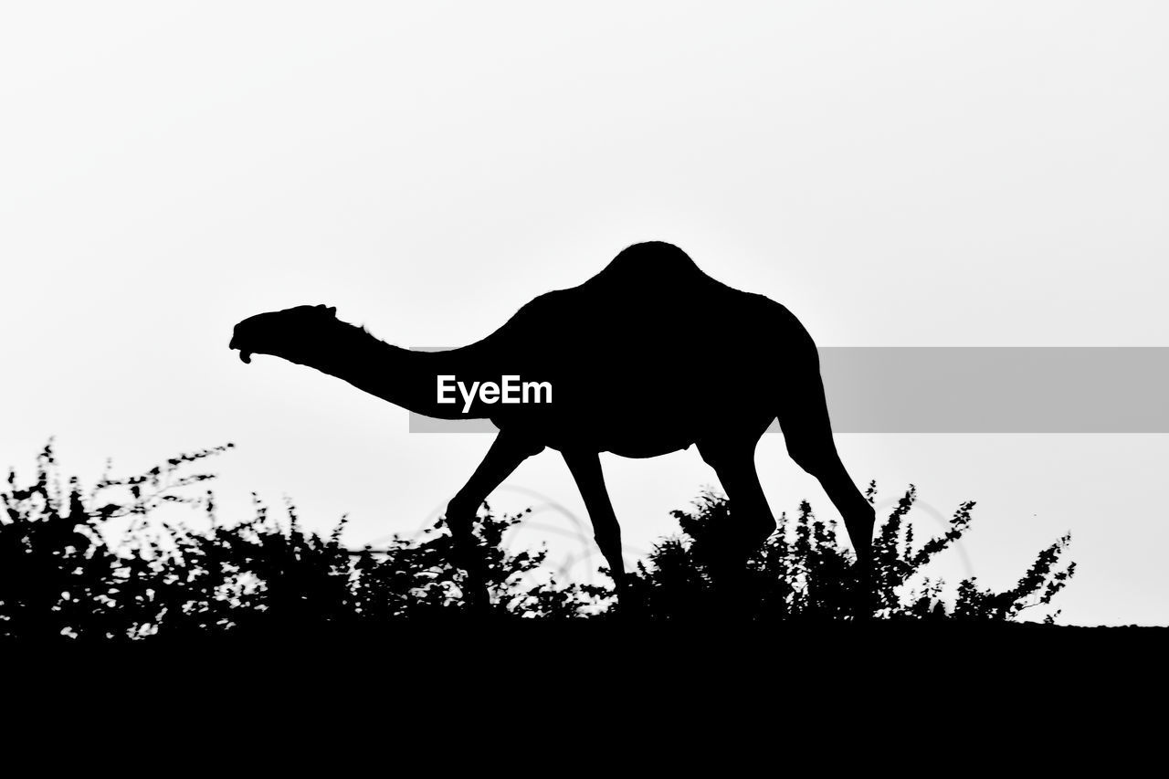 SILHOUETTE OF ANIMAL REPRESENTATION AGAINST SKY