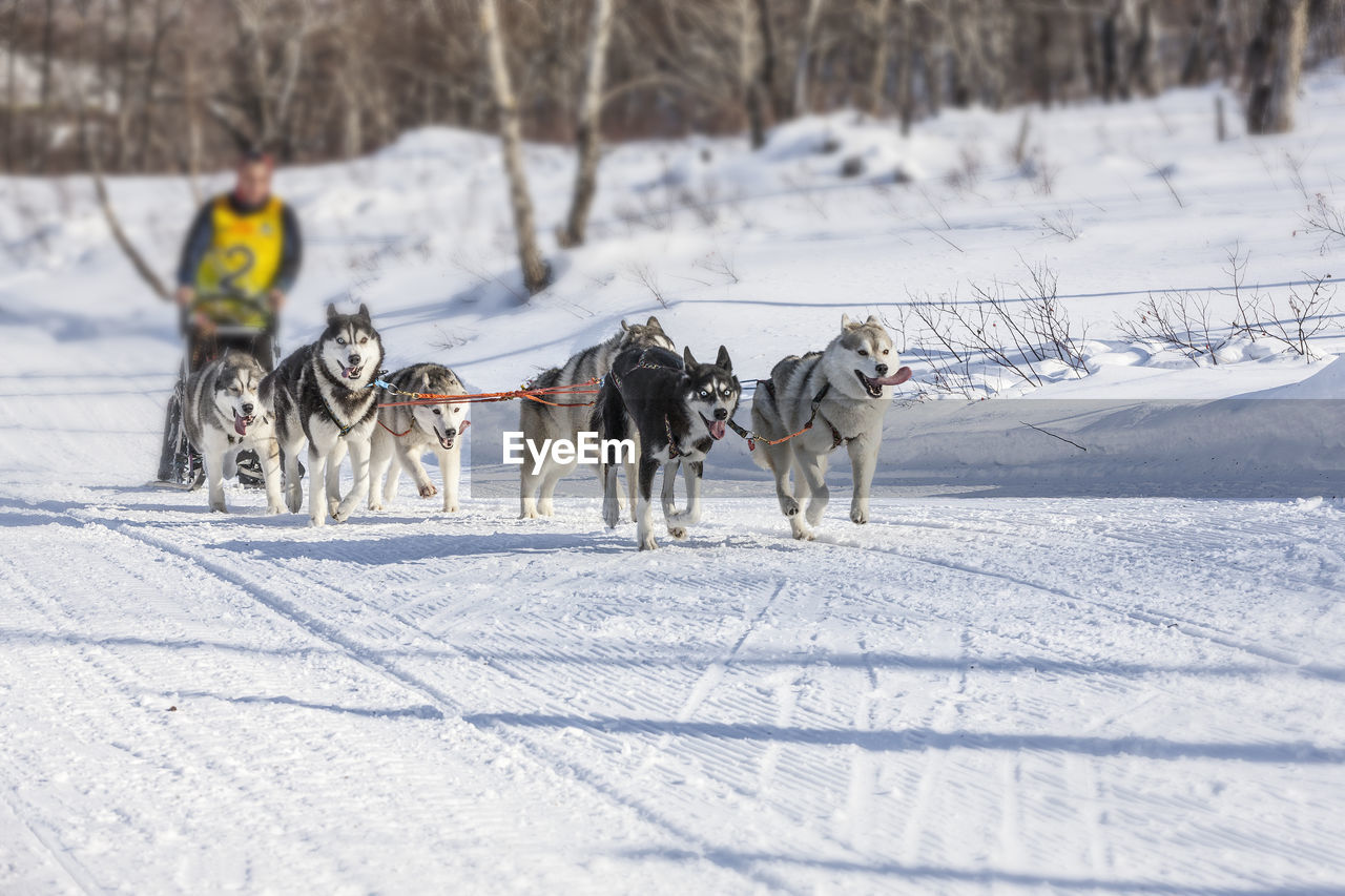 Traditional kamchatka dog sledge race elizovsky sprint on kamchatka