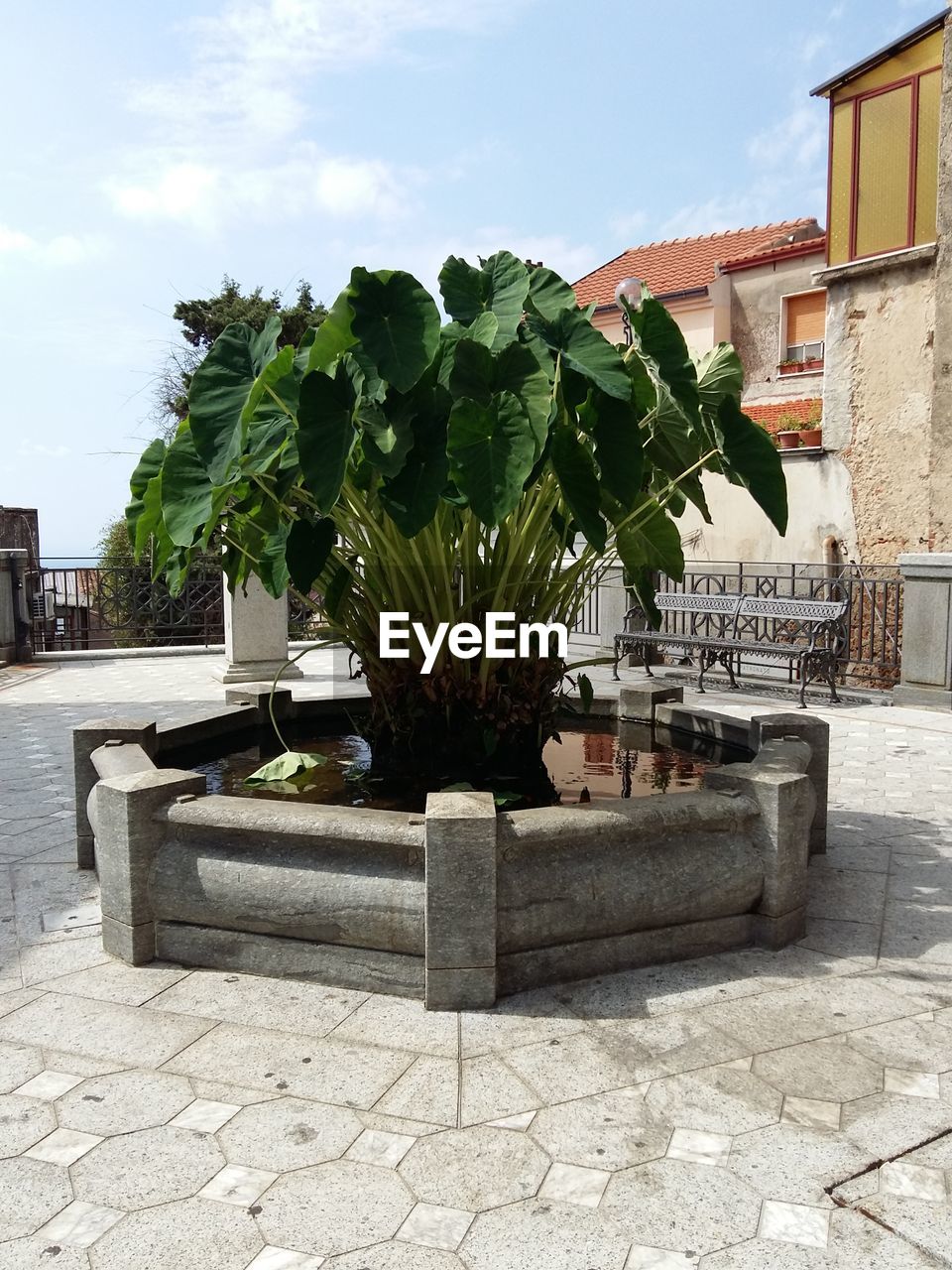 POTTED PLANTS AND TREES AGAINST SKY