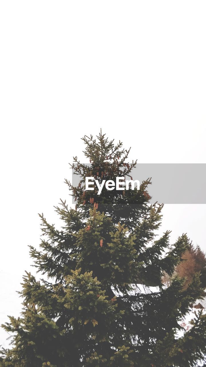 LOW ANGLE VIEW OF TREES AGAINST CLEAR SKY