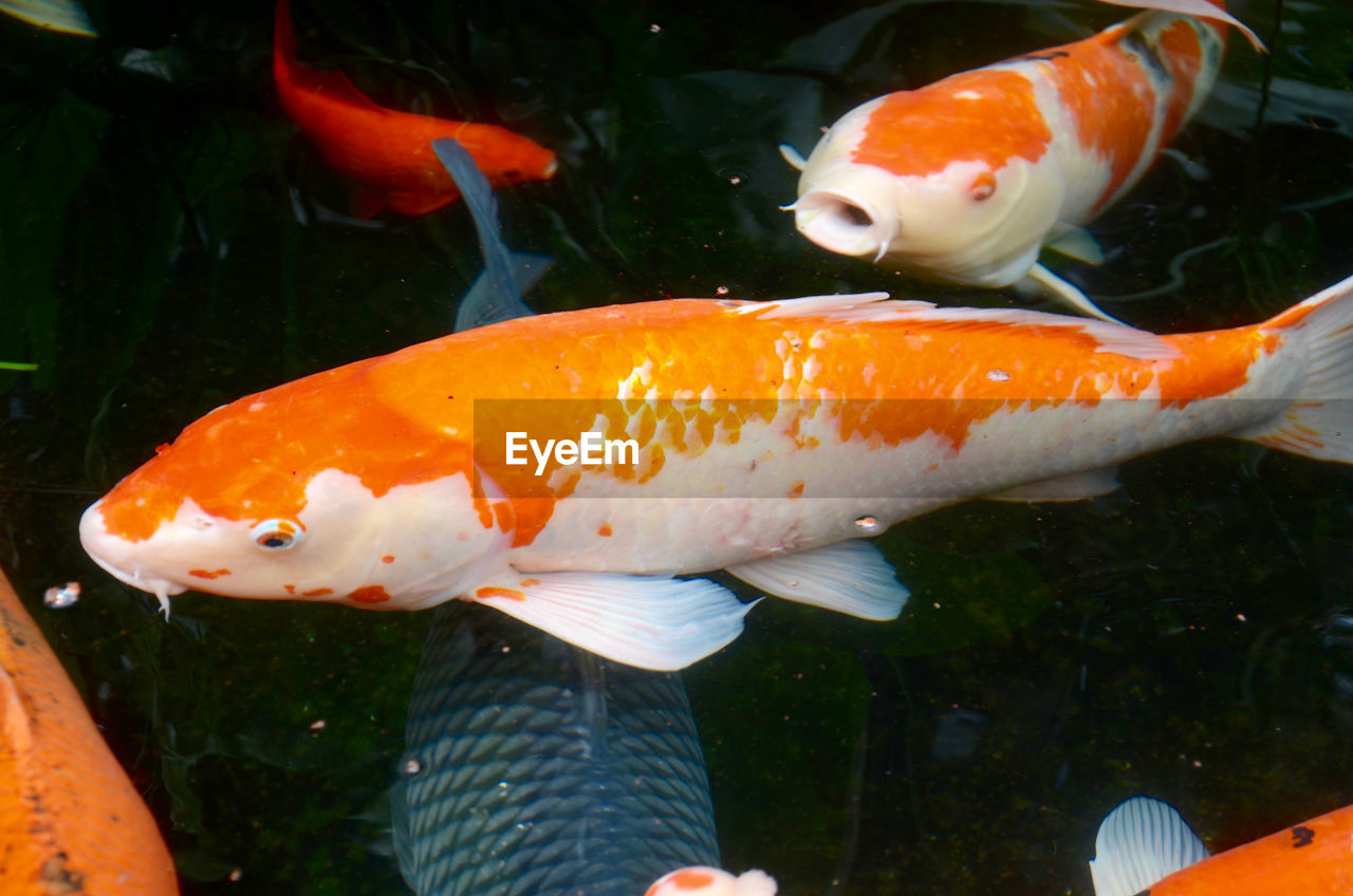 Close-up of fish swimming in water