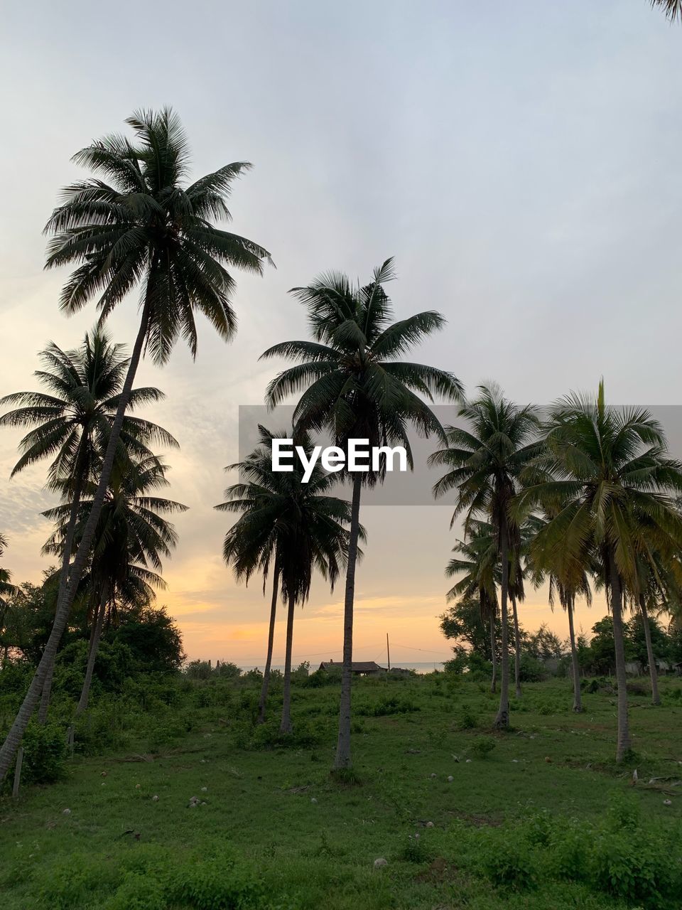 Palm trees on field against sky at sunset