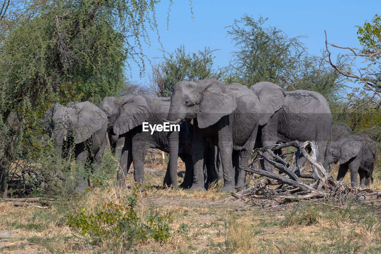 Elephant group in the dry season in the okavango delta, botswana