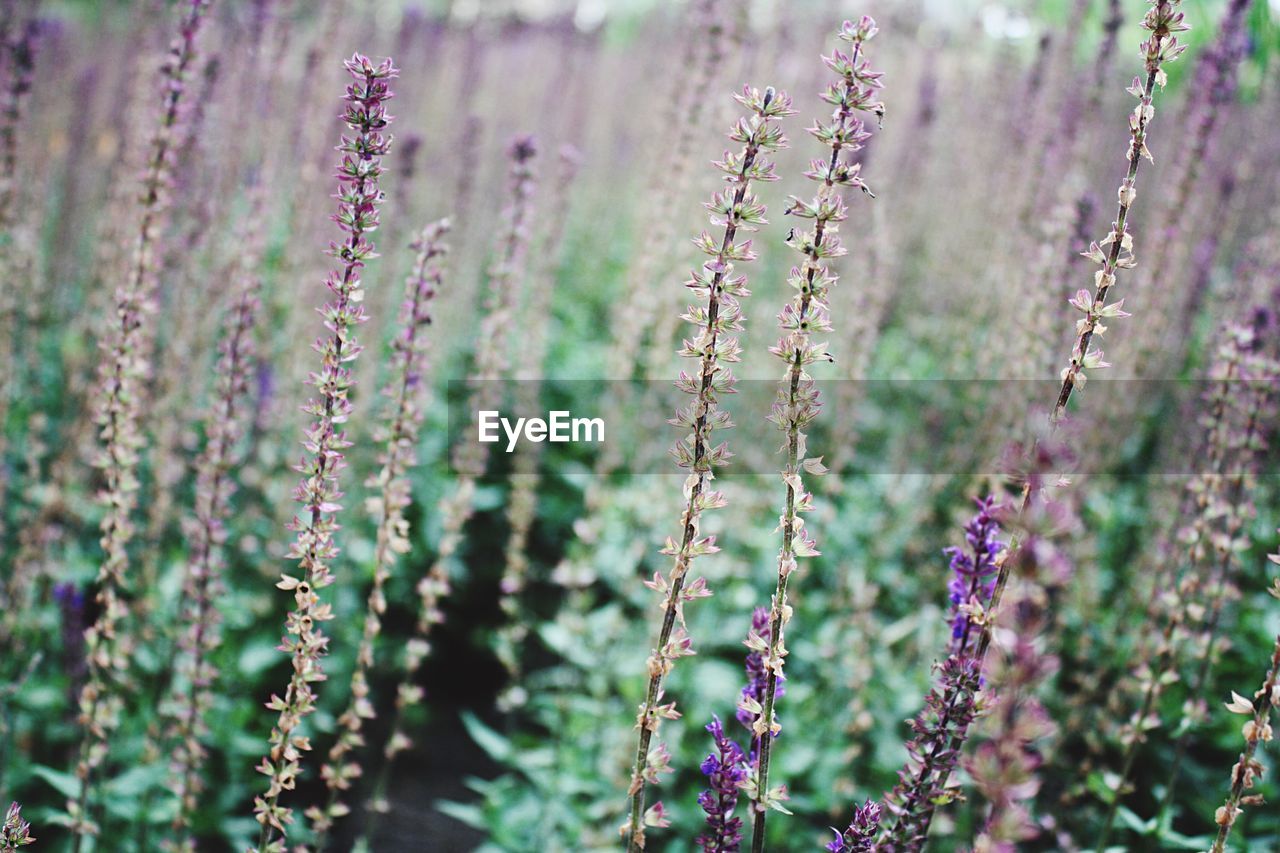 Close-up of plants