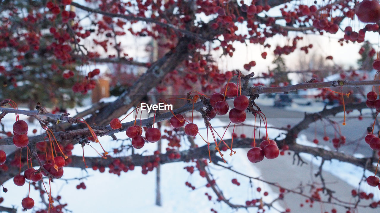 VIEW OF CHERRY BLOSSOM TREE