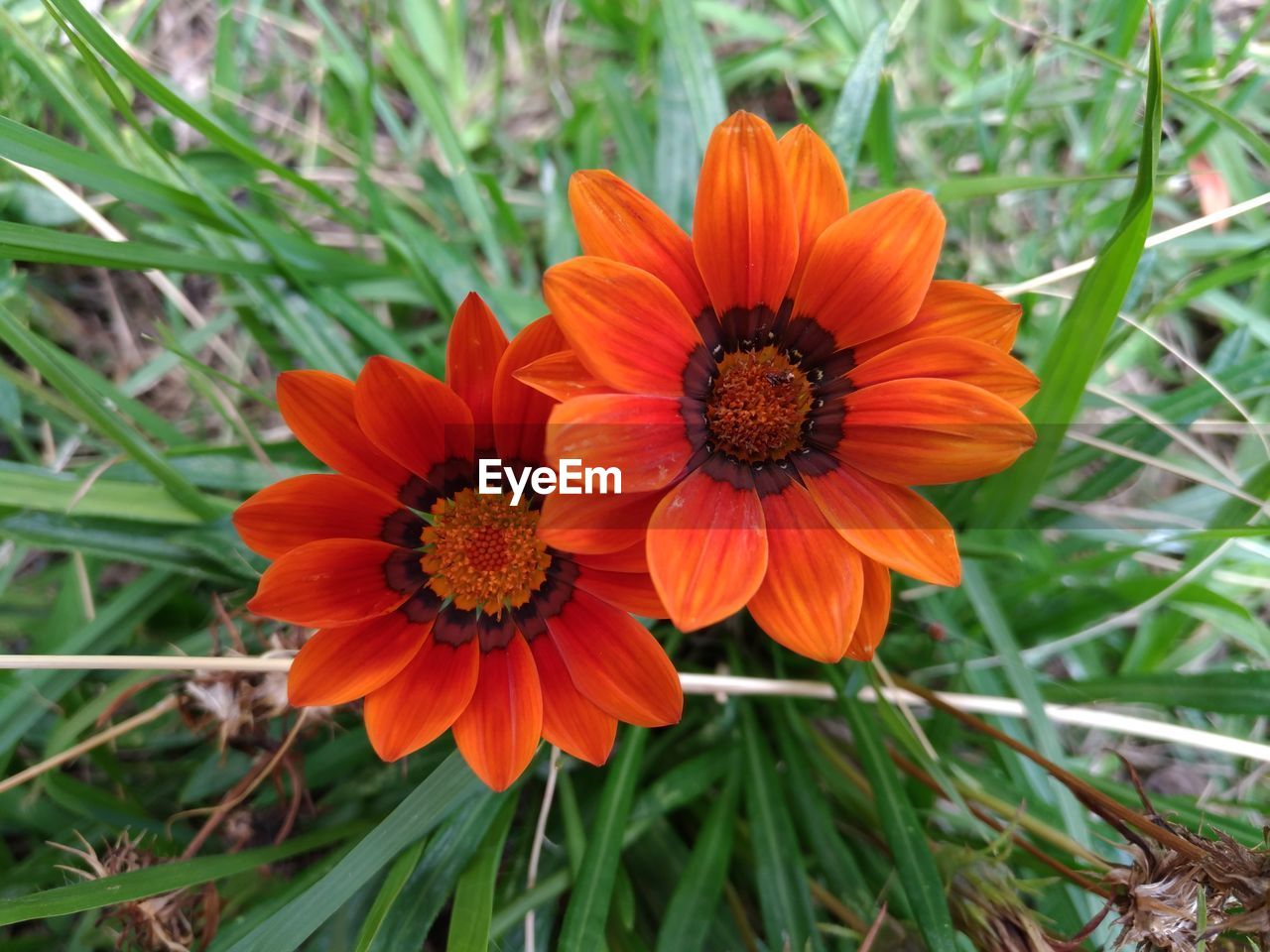 CLOSE-UP OF RED ORANGE FLOWER ON FIELD