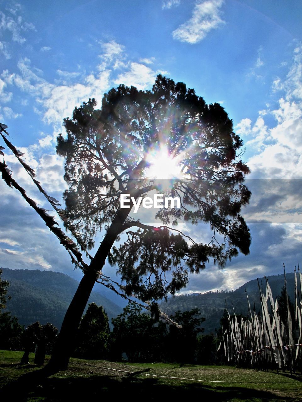 LOW ANGLE VIEW OF TREE AGAINST SUNLIGHT