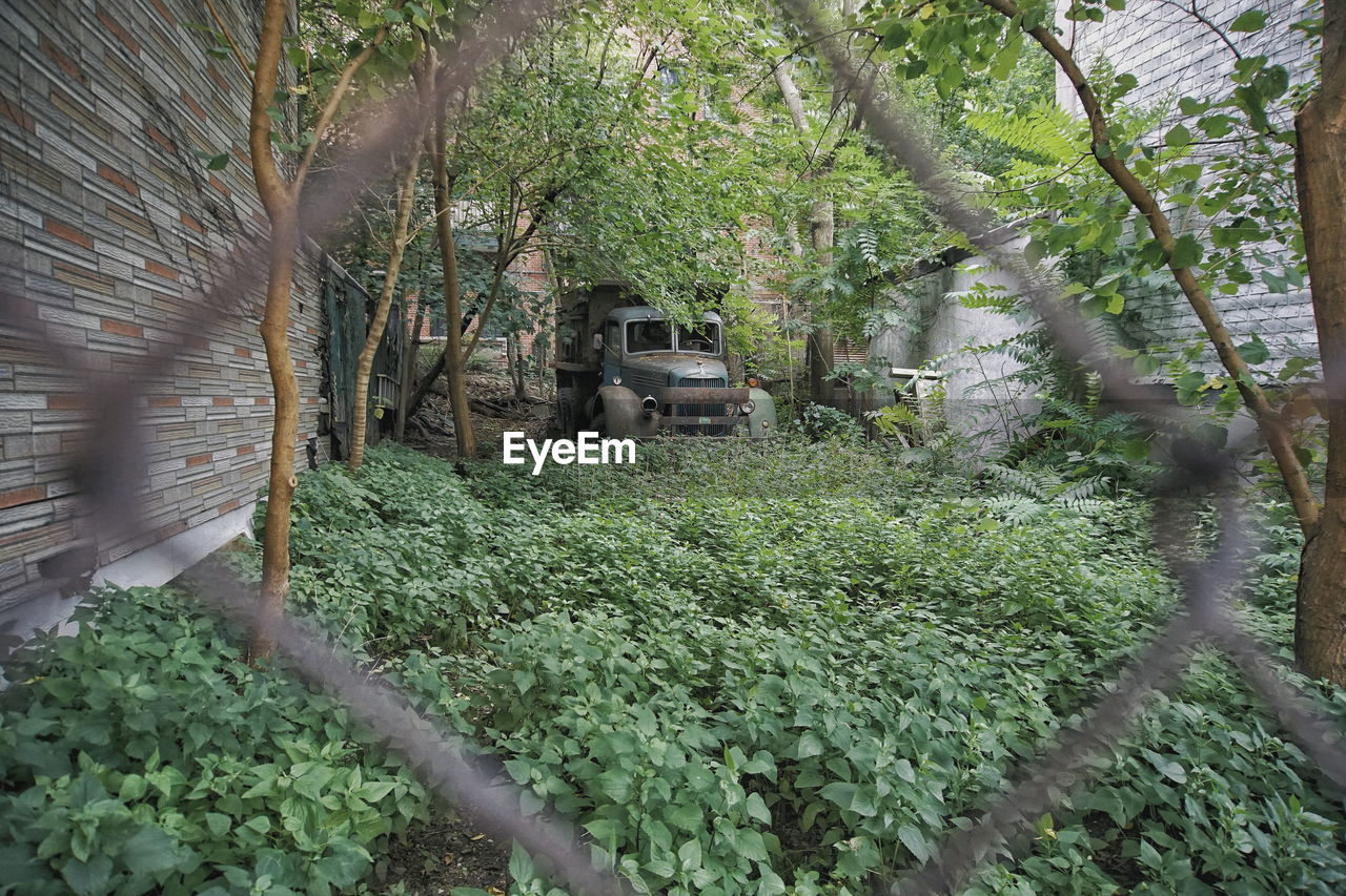 PLANTS AND TREES BY WATER