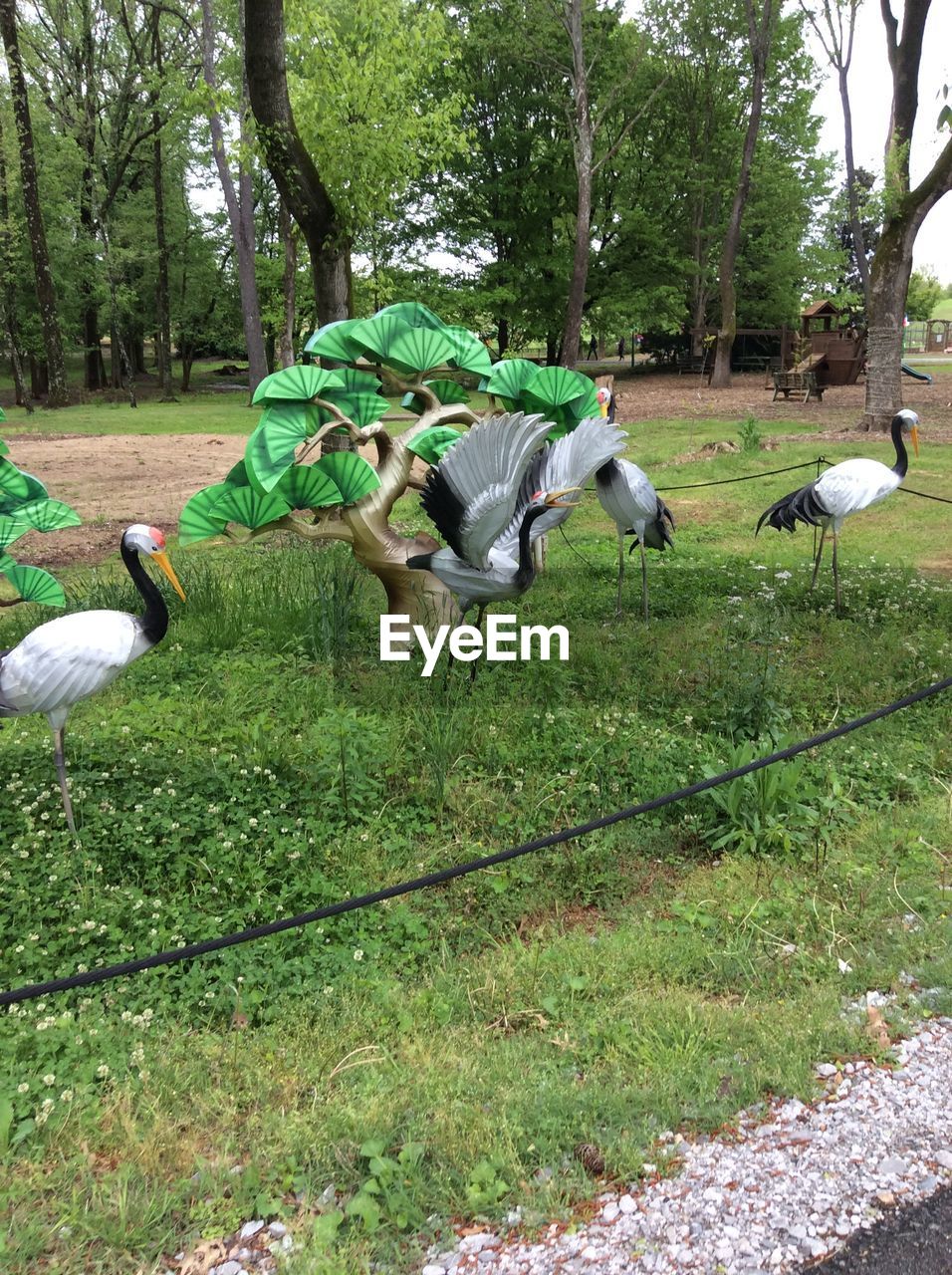 BIRDS IN A FIELD