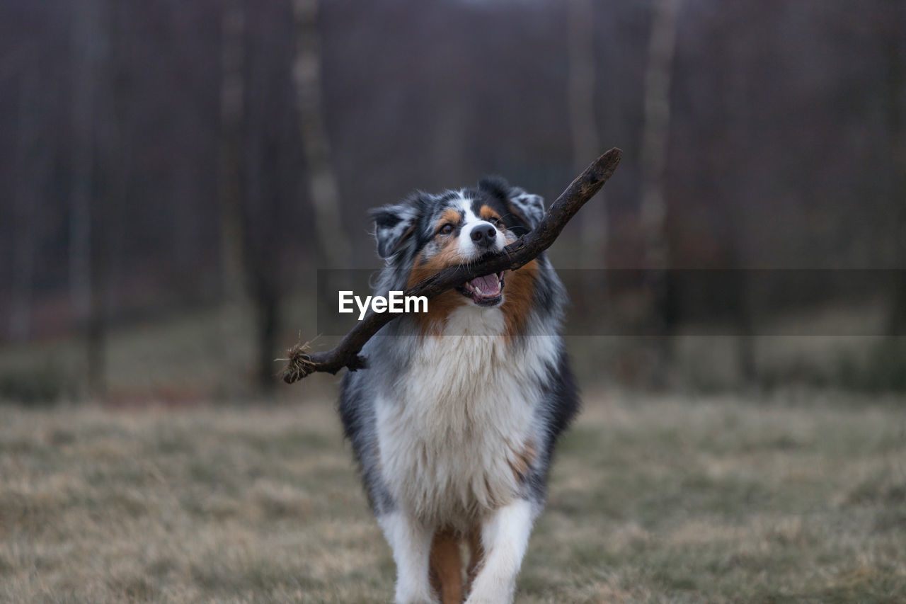 DOG RUNNING IN FIELD