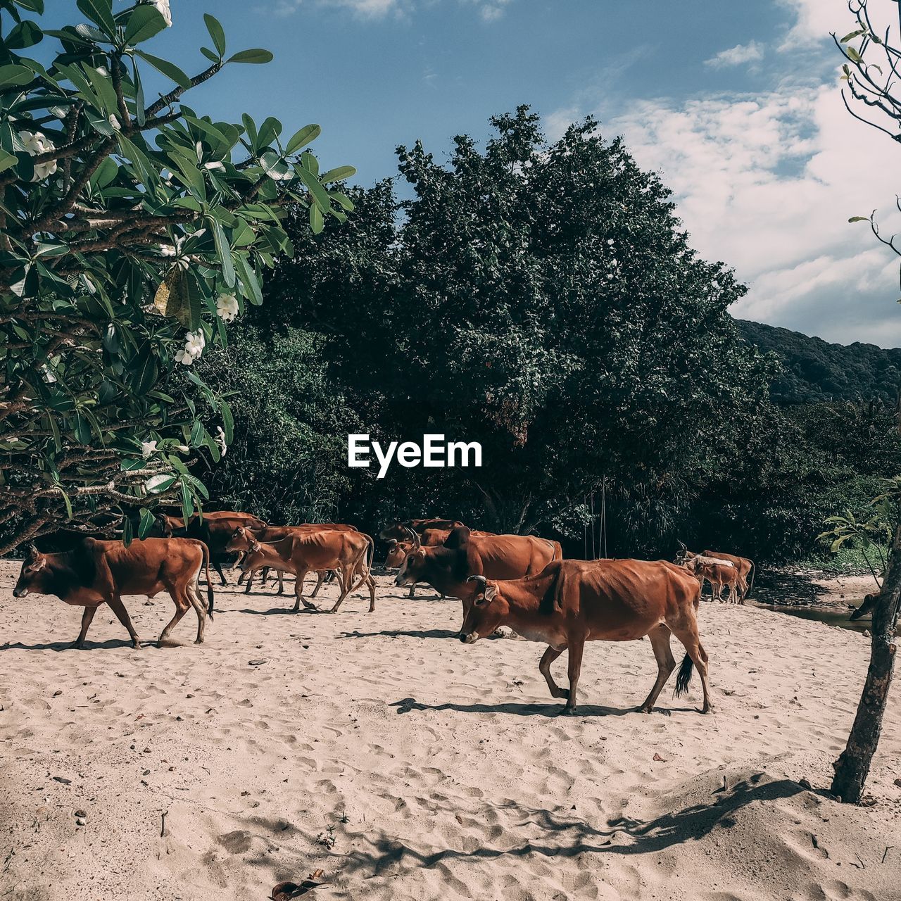 Cows on beach