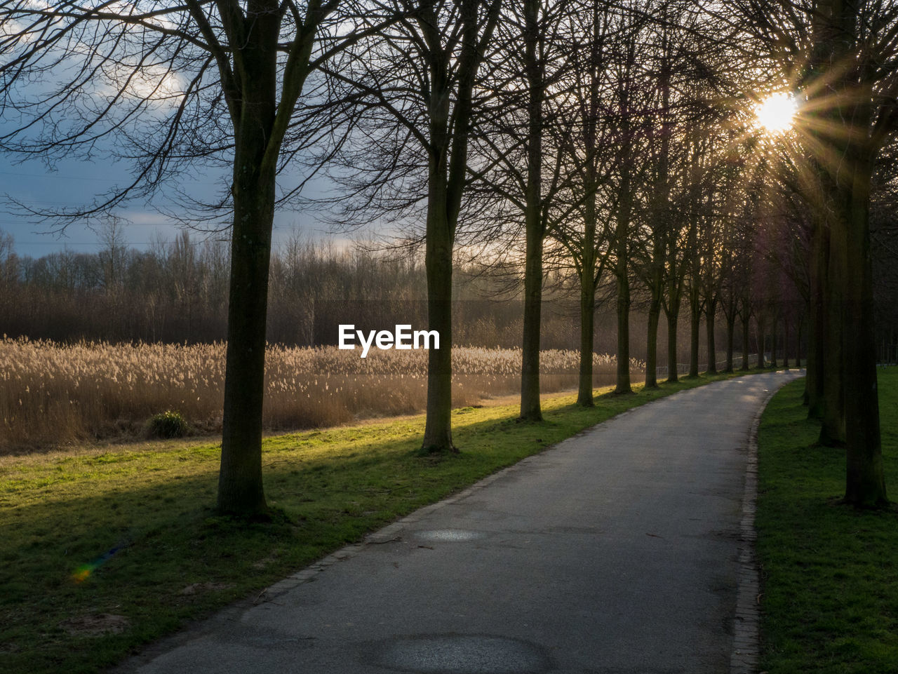 ROAD AMIDST BARE TREES