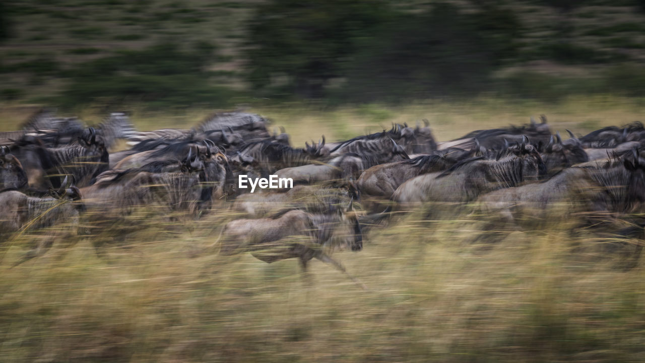 Large group of wildebeest on field