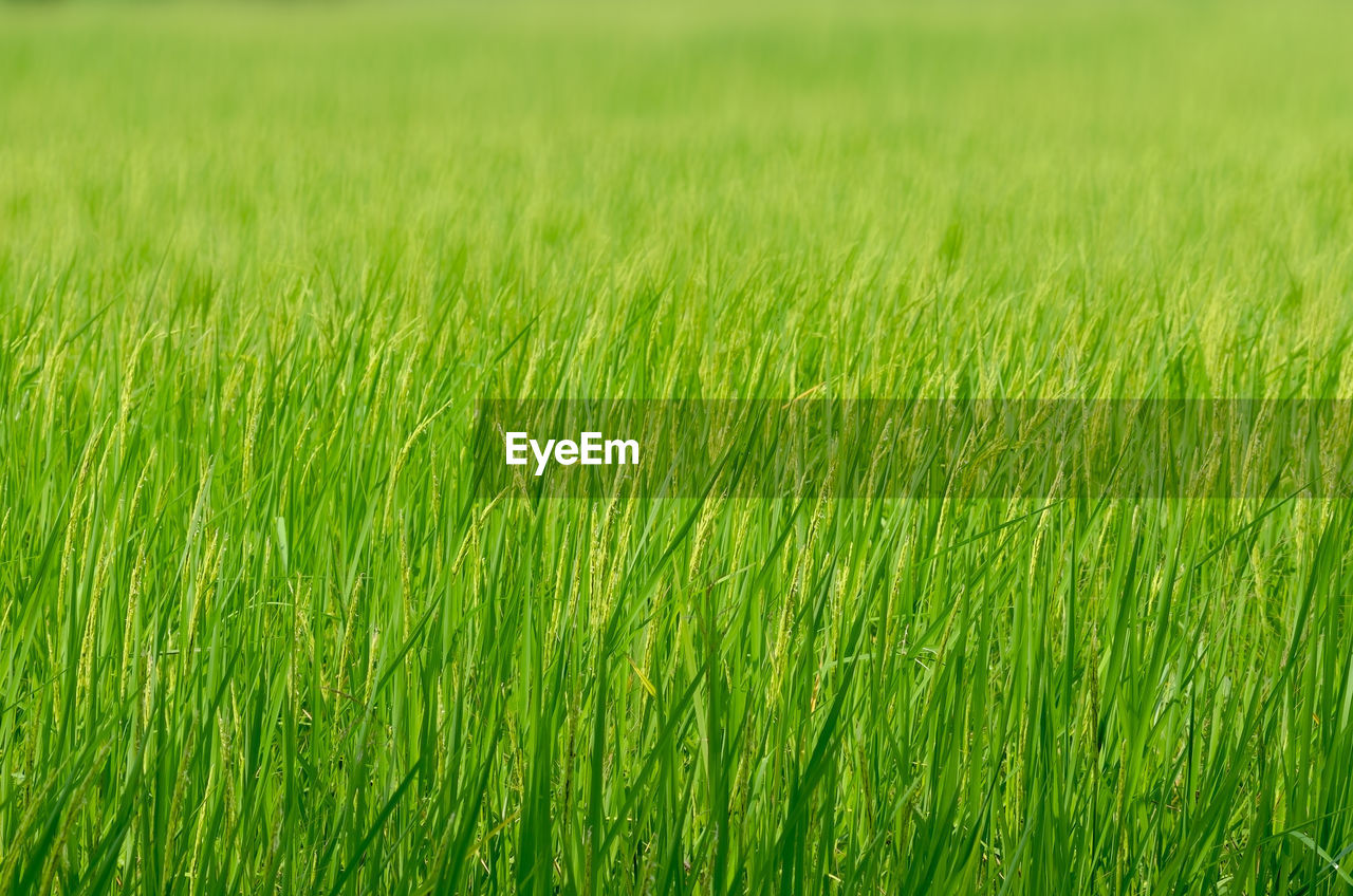 FULL FRAME SHOT OF CROPS ON FIELD