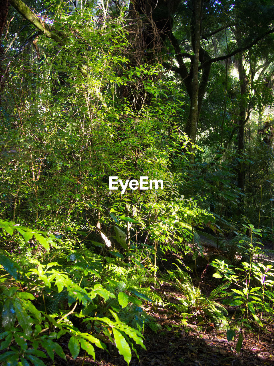 PLANTS GROWING IN FOREST