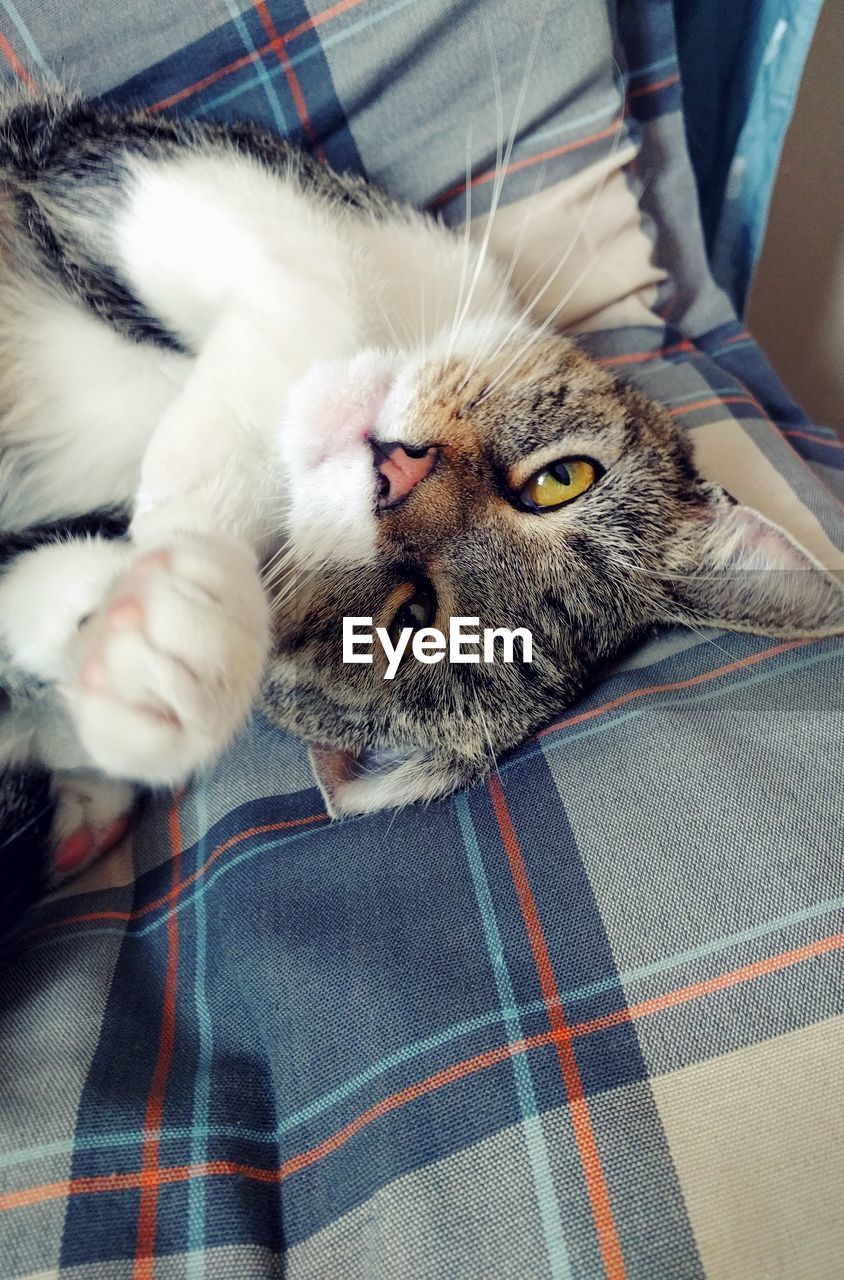 PORTRAIT OF CAT LYING DOWN ON BED