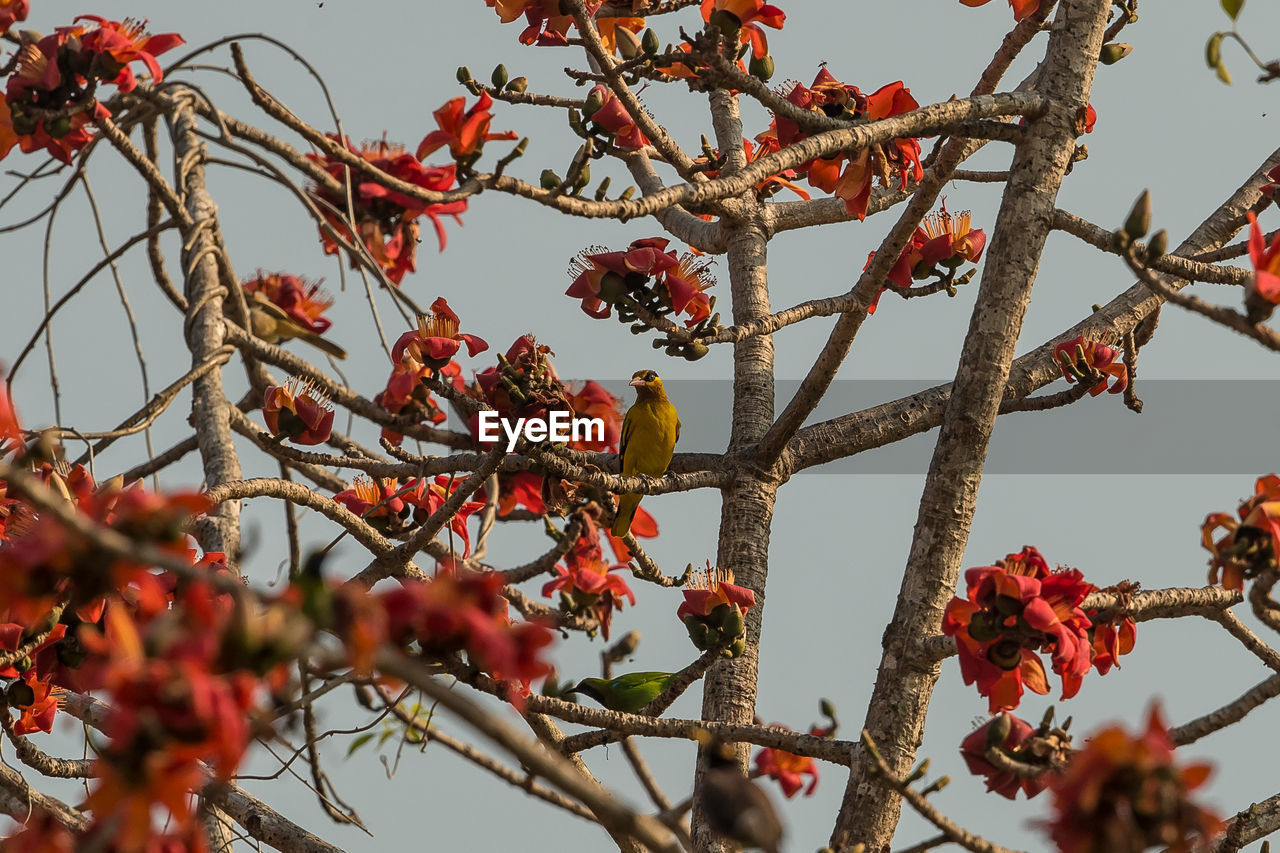 LOW ANGLE VIEW OF BERRIES ON TREE