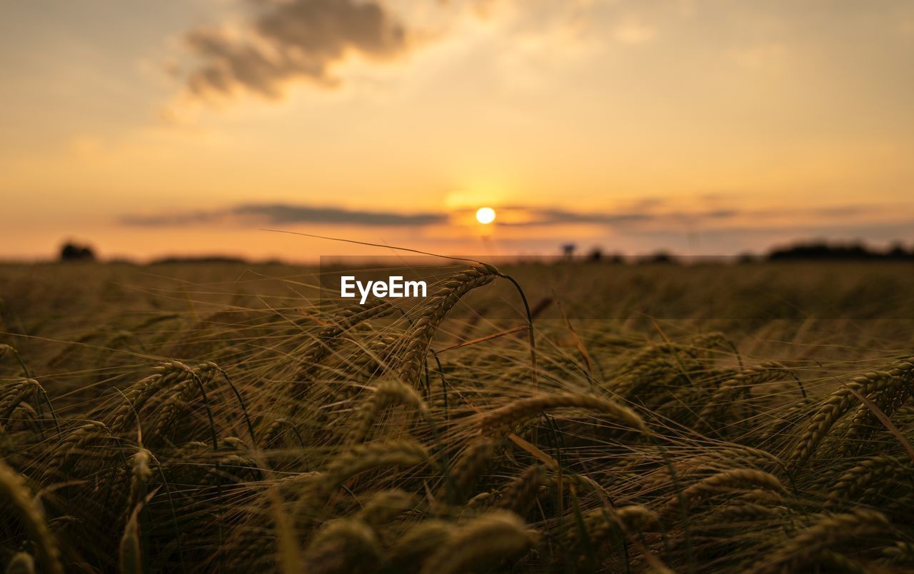 scenic view of wheat field against sky during sunset