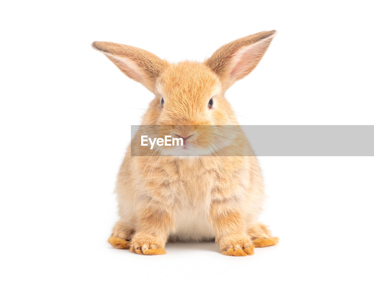 CLOSE-UP PORTRAIT OF A RABBIT