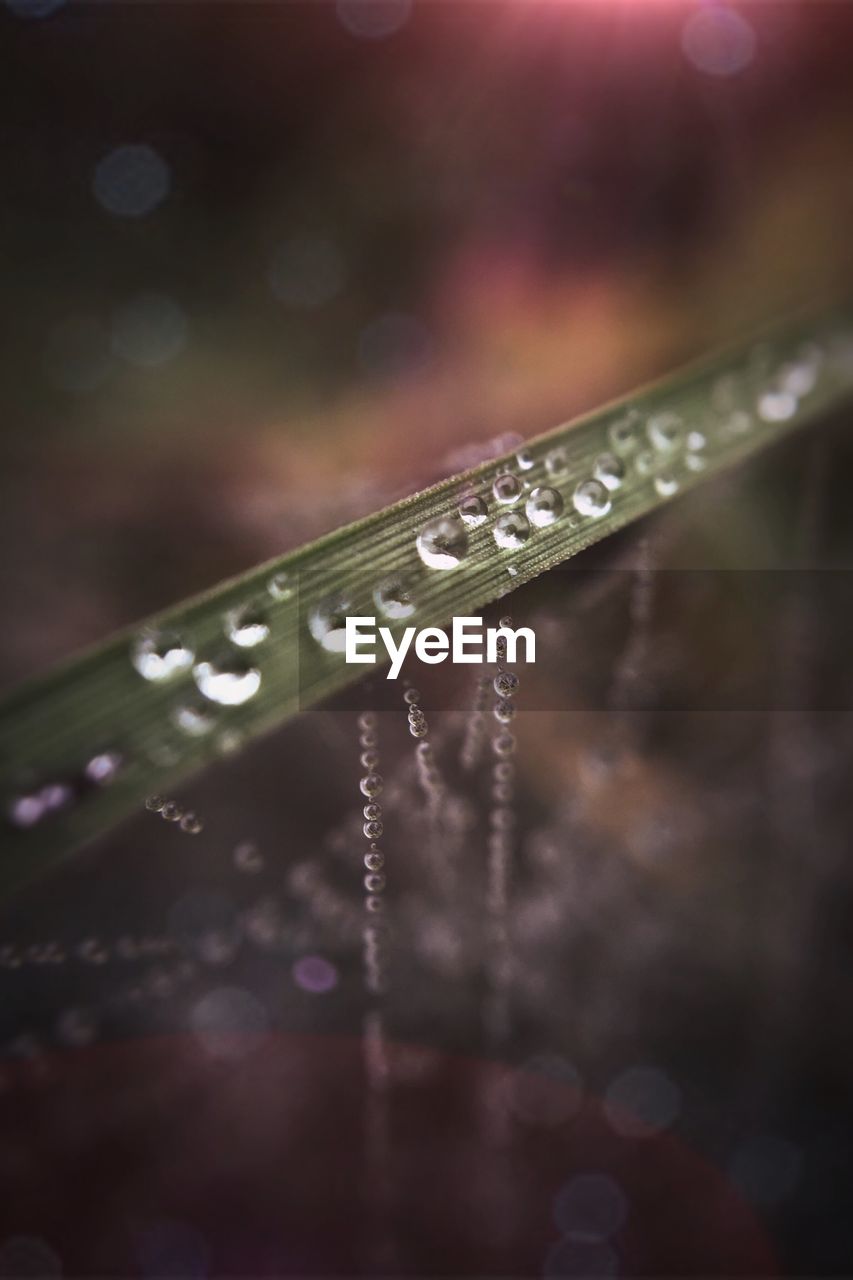 CLOSE-UP OF WATERDROPS ON WEB