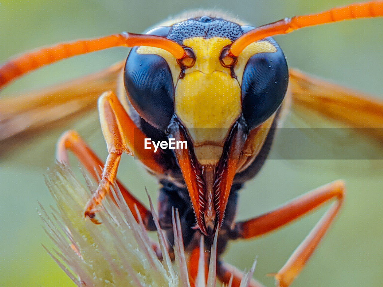 Potter wasp portait