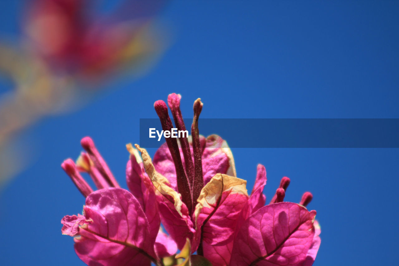 CLOSE-UP OF PINK FLOWERS AGAINST BLUE SKY