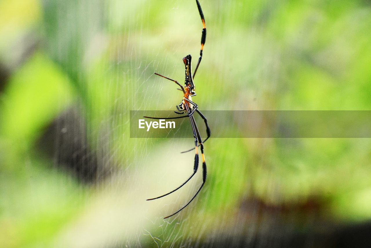 Close-up of spider on web