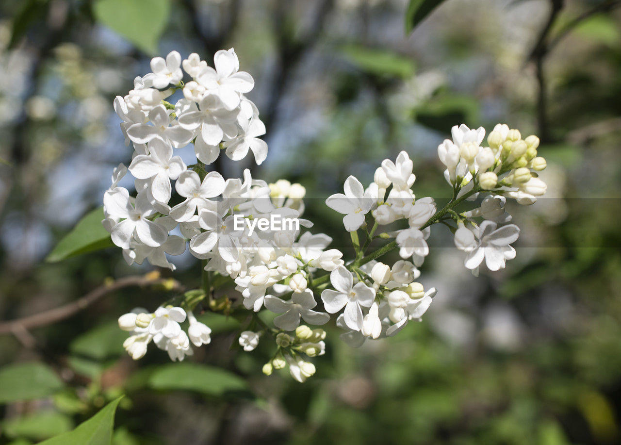plant, flower, flowering plant, beauty in nature, freshness, white, fragility, growth, nature, blossom, tree, springtime, close-up, flower head, petal, focus on foreground, inflorescence, branch, no people, botany, produce, day, outdoors, shrub, fruit tree, lilac