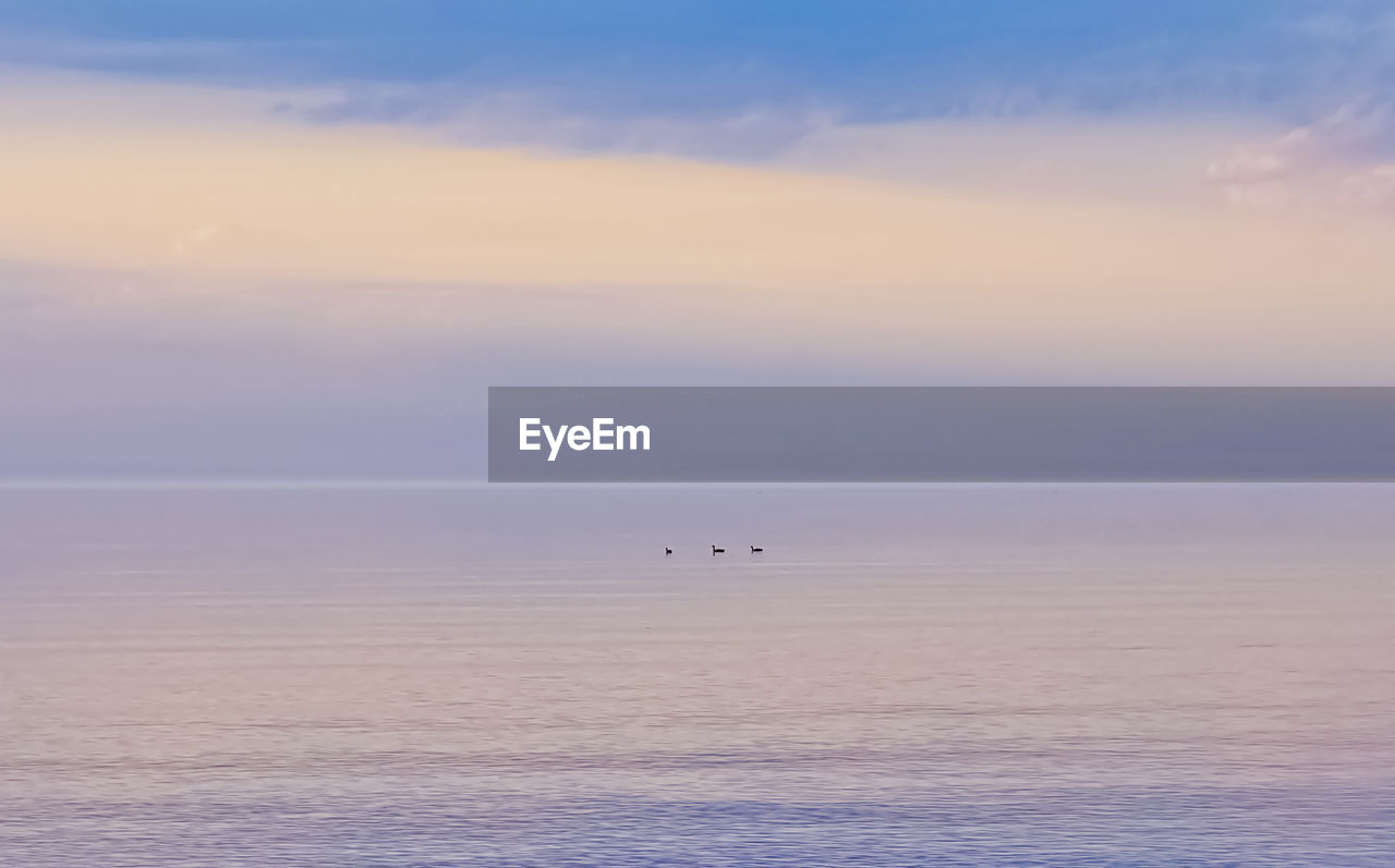 Loons on calm cool water horizon in distance