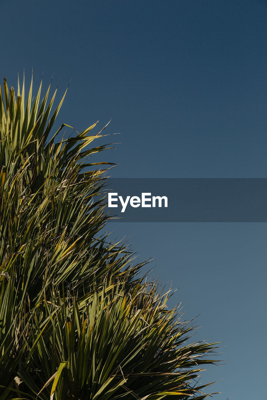 Low angle view of palm tree against clear blue sky