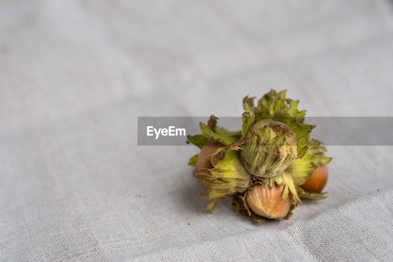 Close-up of nut on table