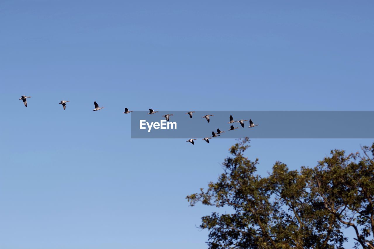 Low angle view of birds flying against clear blue sky